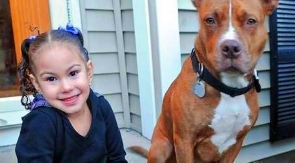 5-Jährige wird vom Labrador des Nachbarn gebissen – das ruft den Pitbull der Familie auf den Plan, der das Unvorstellbare tut